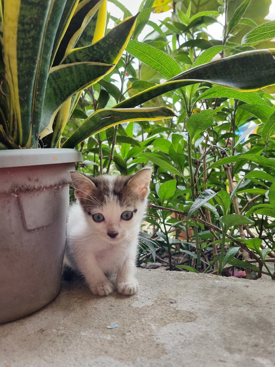 Eddie - Domestic Medium Hair Cat