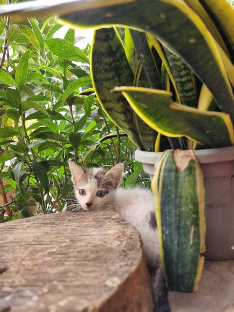 Eddie - Domestic Medium Hair Cat