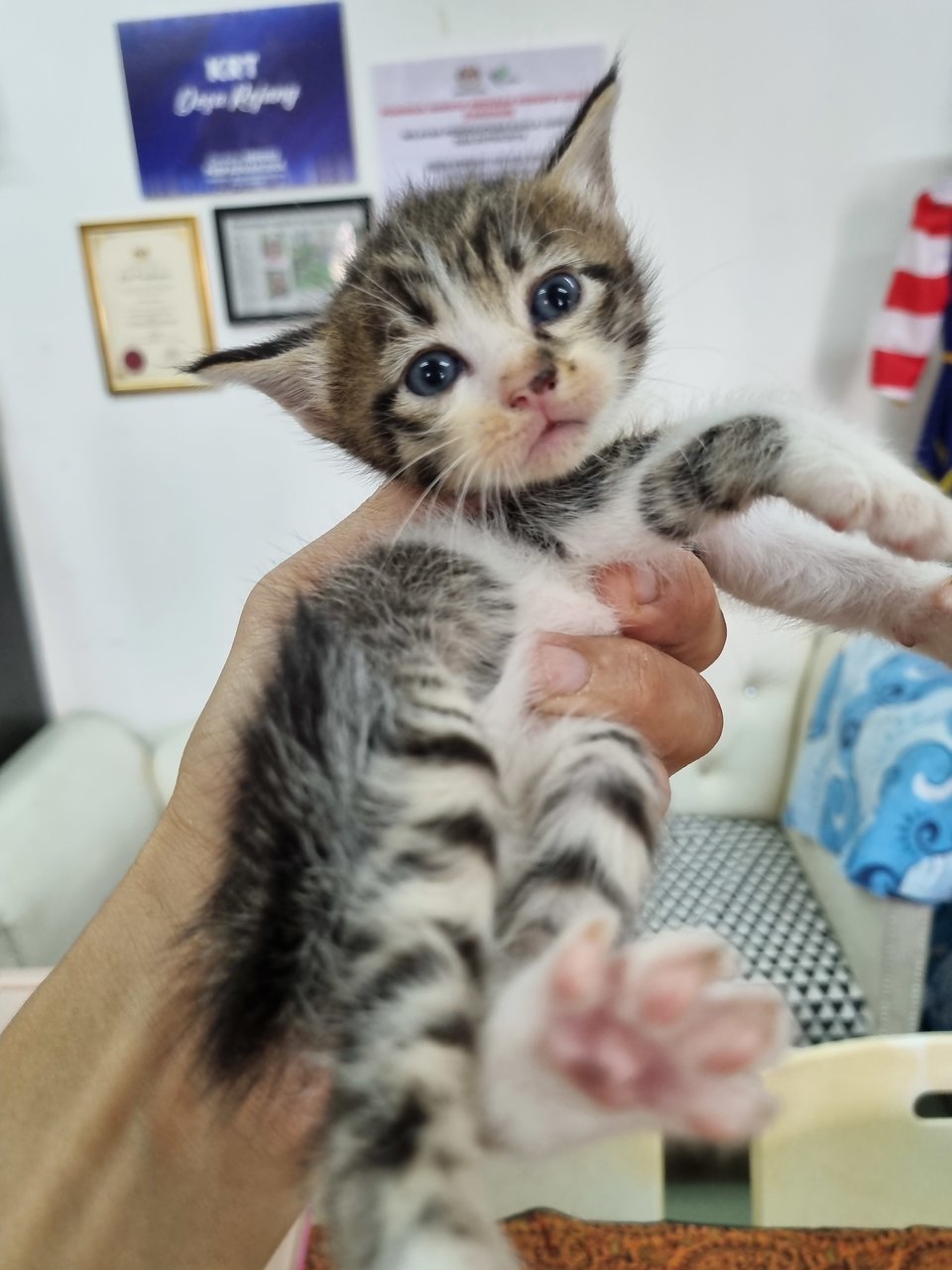 Jasper - Tabby Cat