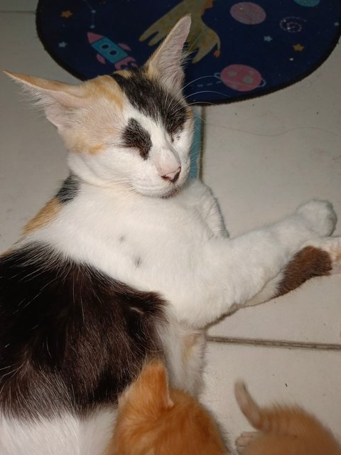 Leya - Calico + Domestic Medium Hair Cat