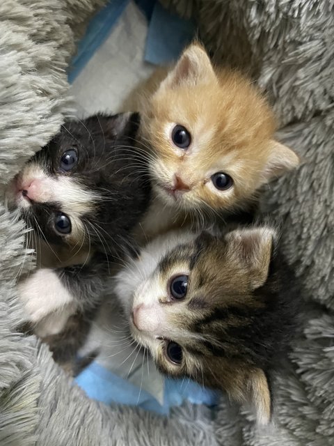 Powerpuff Kittens - Domestic Short Hair Cat