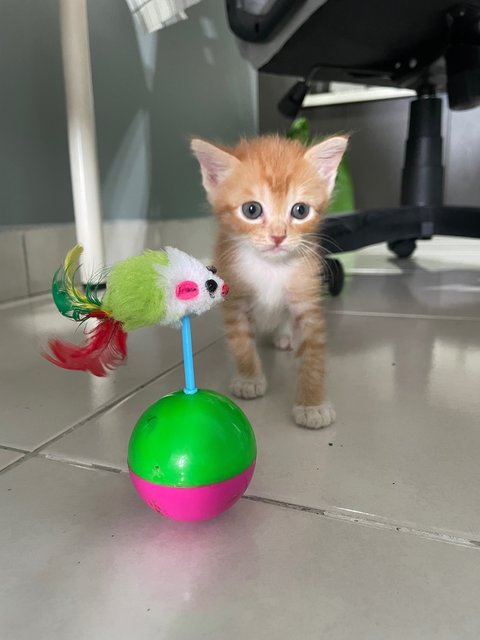 Powerpuff Kittens - Domestic Short Hair Cat