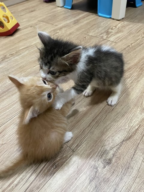 Powerpuff Kittens - Domestic Short Hair Cat