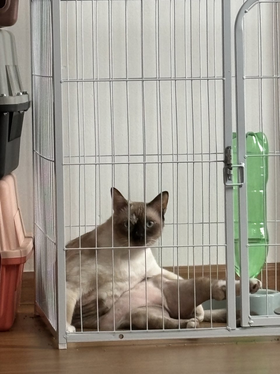 Johnnie For Adoption - Siamese Cat