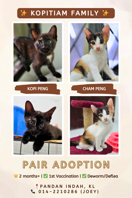 Kopi Peng (Tortie) | Cham Peng (Calico) - Domestic Short Hair Cat