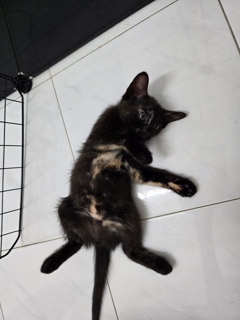 Kopi Peng (Tortie) | Cham Peng (Calico) - Domestic Short Hair Cat