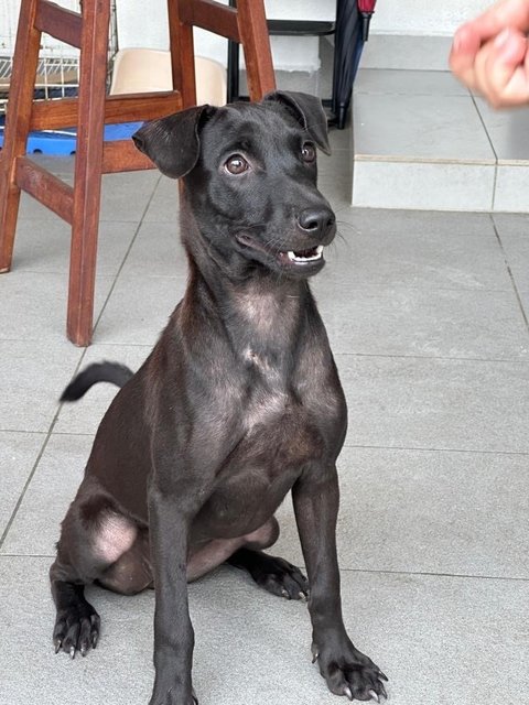 Mummy &amp; 5 Puppies - Mixed Breed Dog