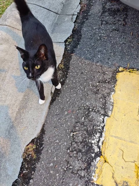 Little Girl - Domestic Short Hair Cat