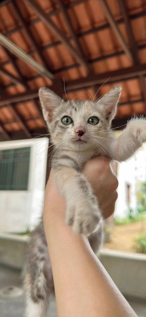 Anna - Calico Cat