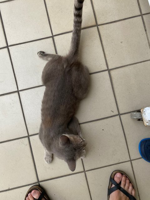 Meow Grey/kelabu - Domestic Medium Hair Cat