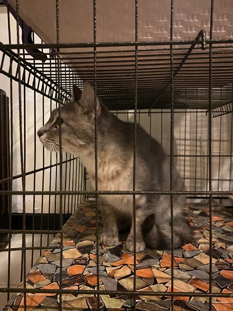 Meow Grey/kelabu - Domestic Medium Hair Cat