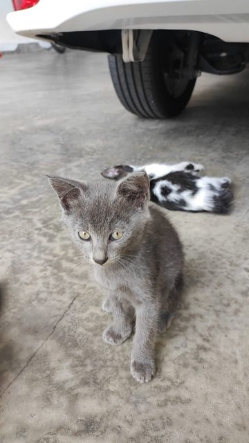 Ash - Domestic Short Hair Cat