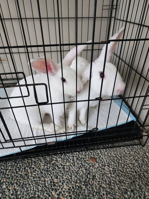 Snowball And Hope - New Zealand Rabbit