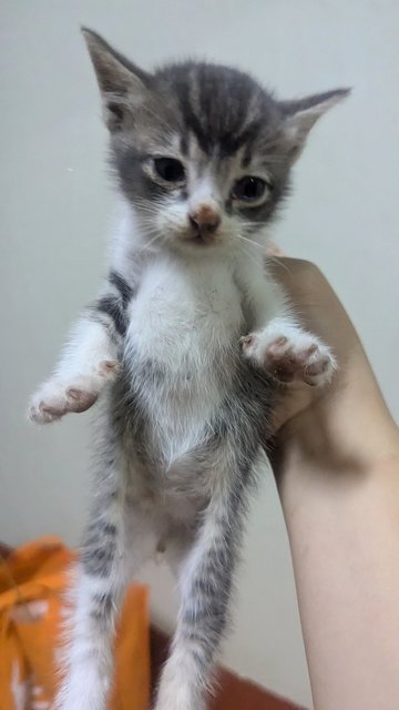 Grey - Domestic Short Hair Cat