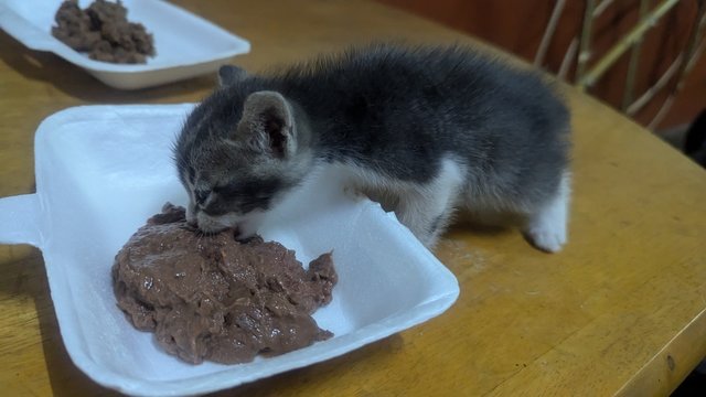 Grey - Domestic Short Hair Cat