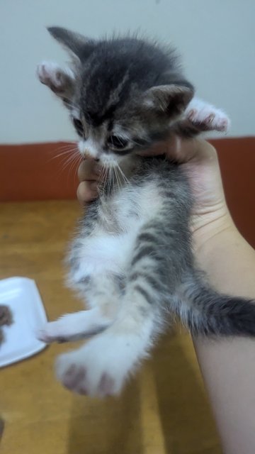 Grey - Domestic Short Hair Cat