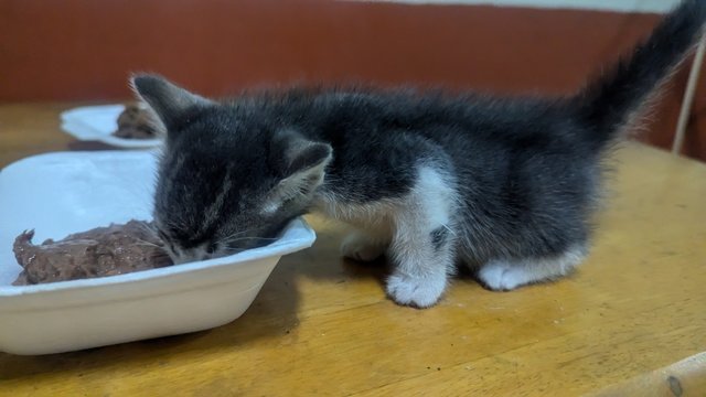 Grey - Domestic Short Hair Cat