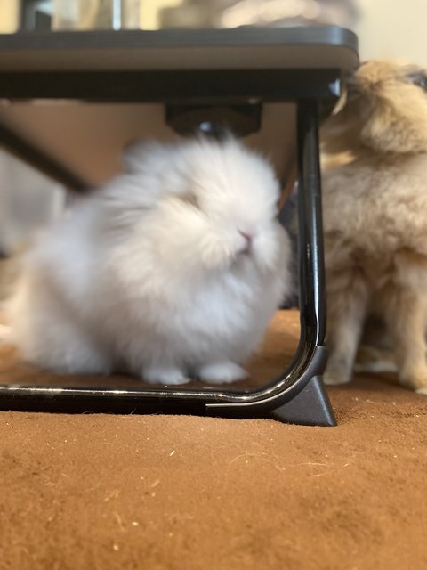 Fluffy - Jersey Wooly Rabbit