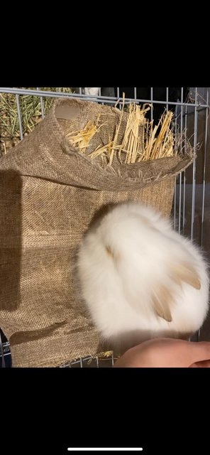 Fluffy - Jersey Wooly Rabbit