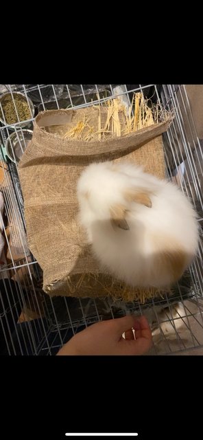 Fluffy - Jersey Wooly Rabbit