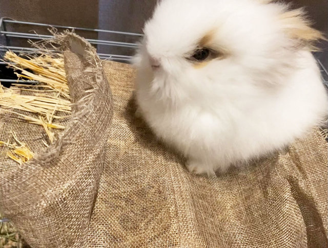 Fluffy - Jersey Wooly Rabbit