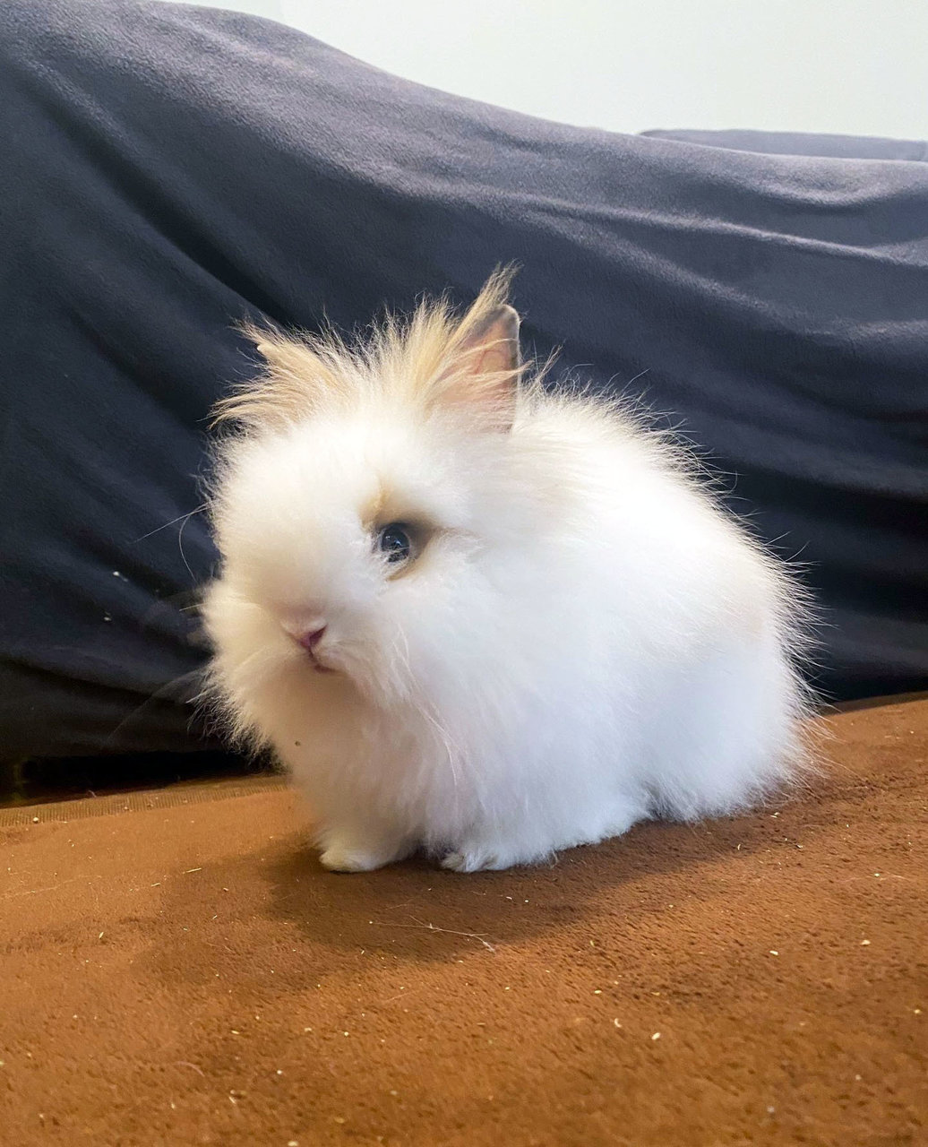 Fluffy - Jersey Wooly Rabbit