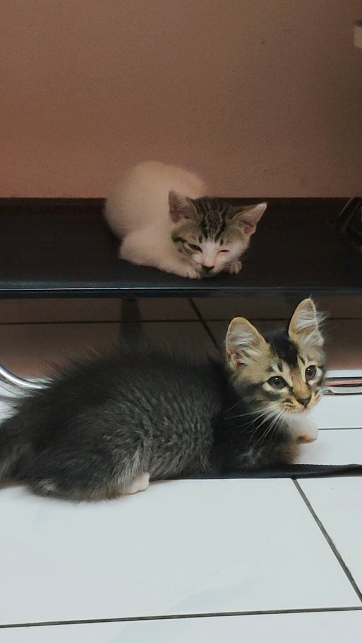 Hakuya And Hamini - Domestic Long Hair + Domestic Short Hair Cat