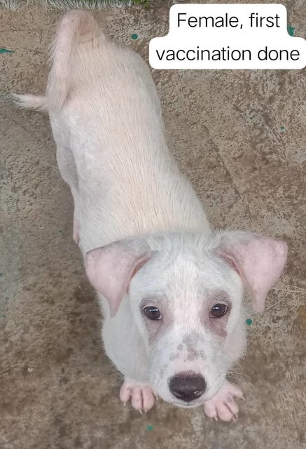 2-3 Month Old Puppies - Mixed Breed Dog