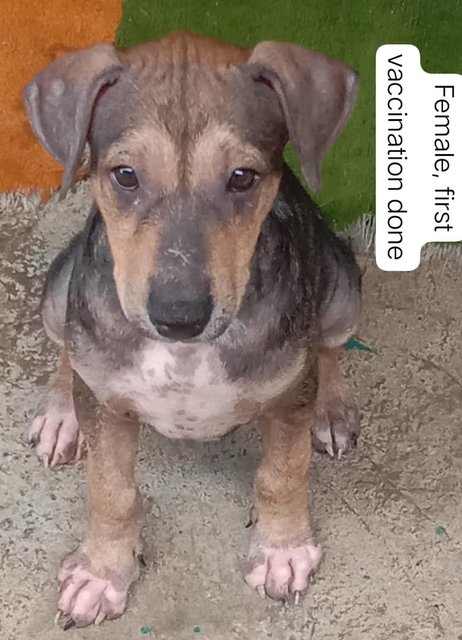 2-3 Month Old Puppies - Mixed Breed Dog