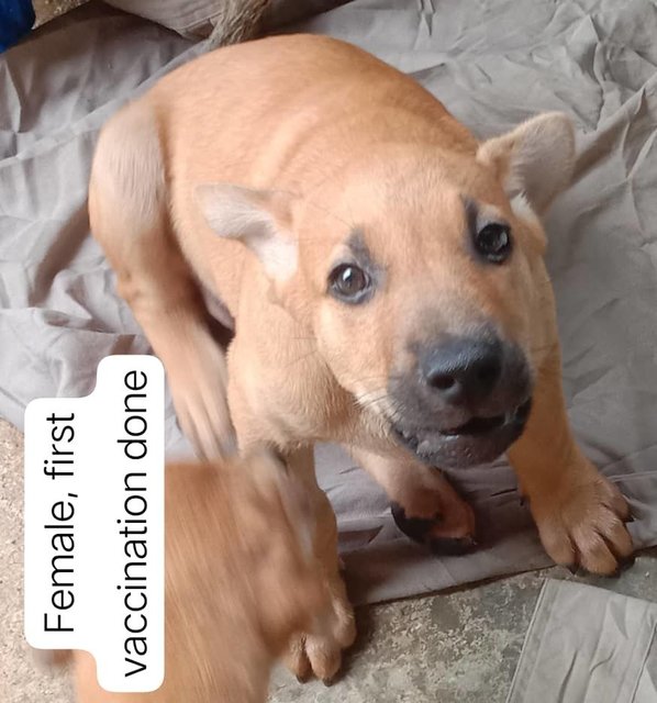 2-3 Month Old Puppies - Mixed Breed Dog