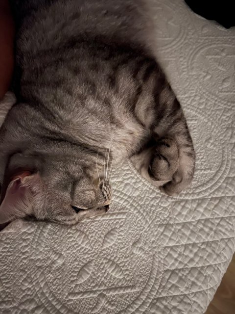 Chico - Egyptian Mau Cat