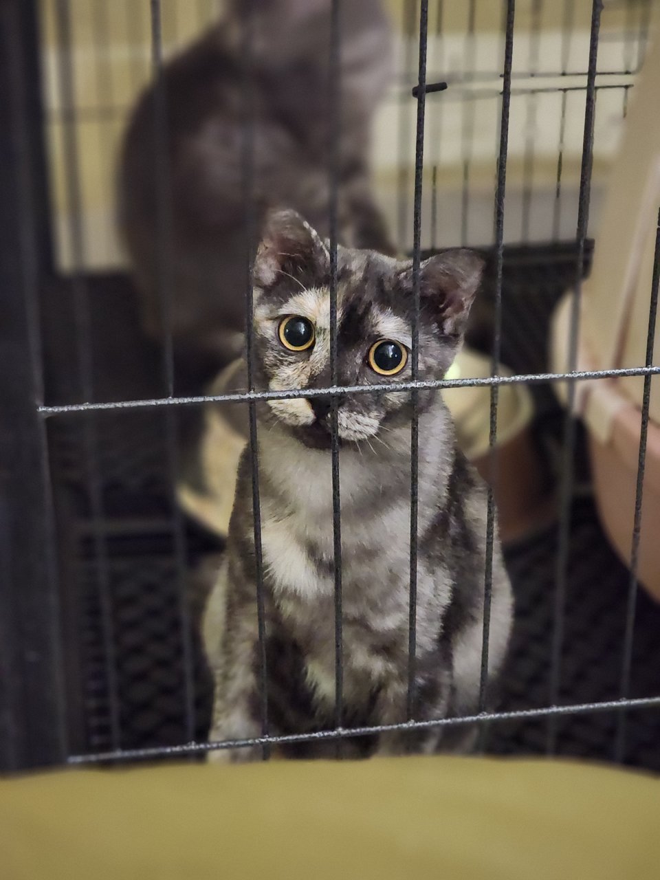 Brownie - British Shorthair + Domestic Medium Hair Cat