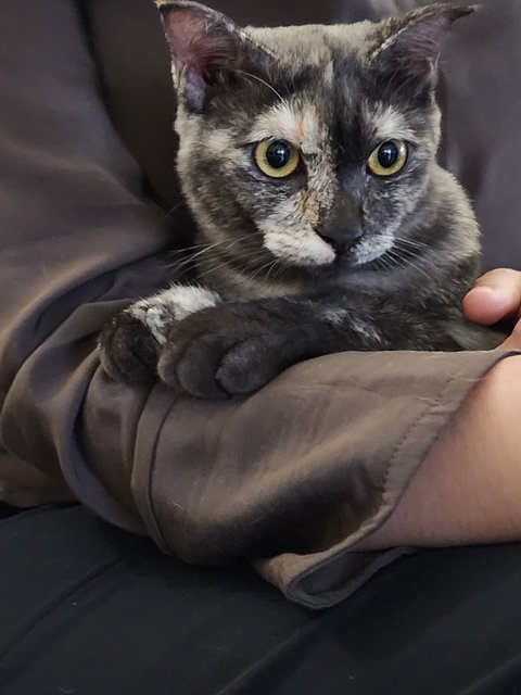 Brownie - British Shorthair + Domestic Medium Hair Cat