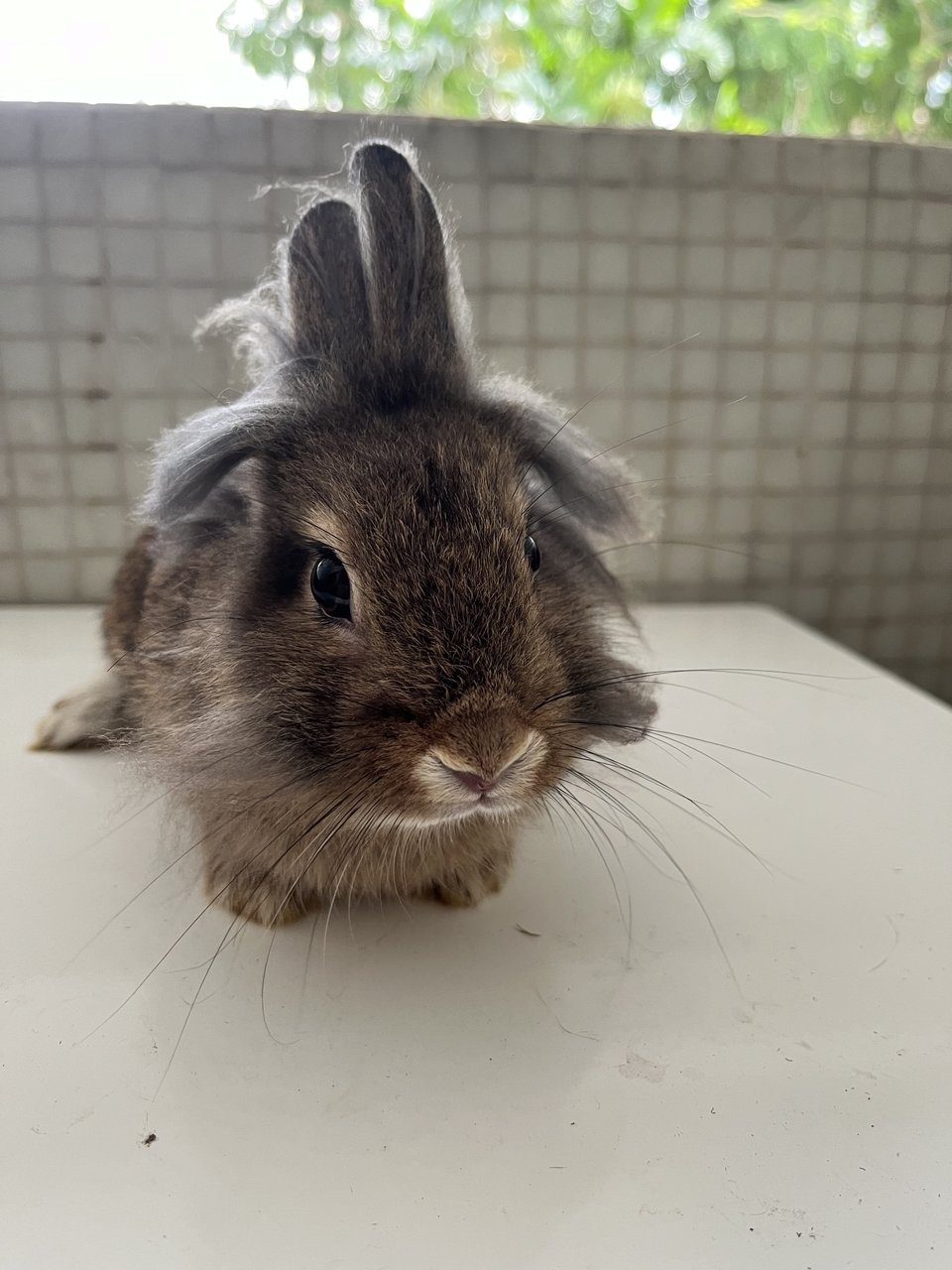 Colin - Lionhead + Dwarf Rabbit