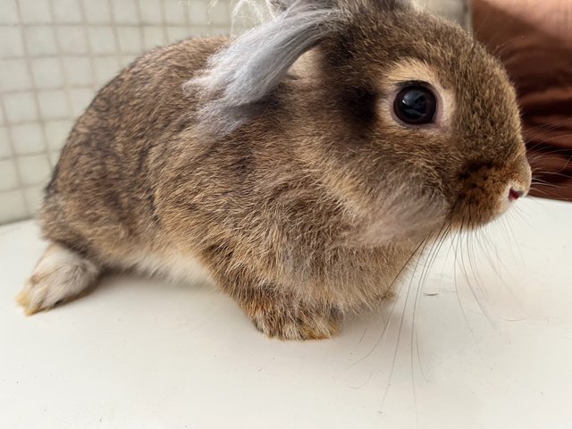 Colin - Lionhead + Dwarf Rabbit