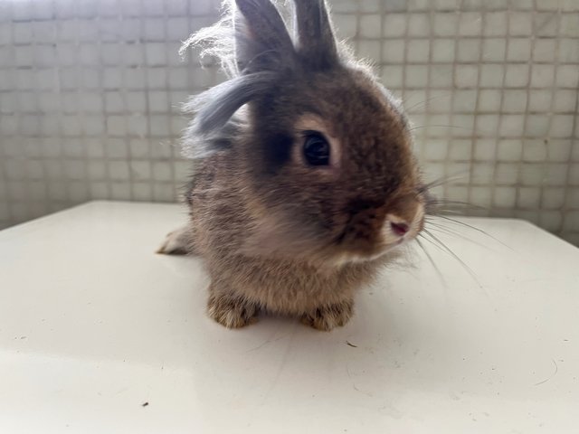 Colin - Lionhead + Dwarf Rabbit