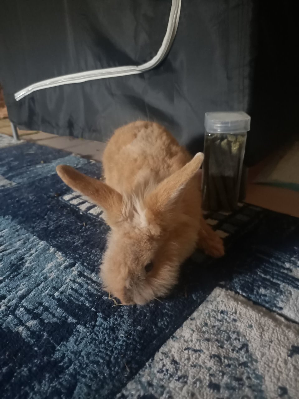 Cheeky - Lionhead Rabbit