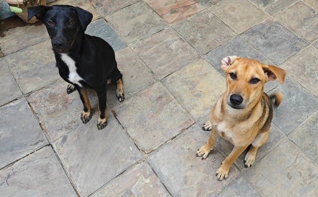 Ziggy &amp; Olivia - Mixed Breed Dog