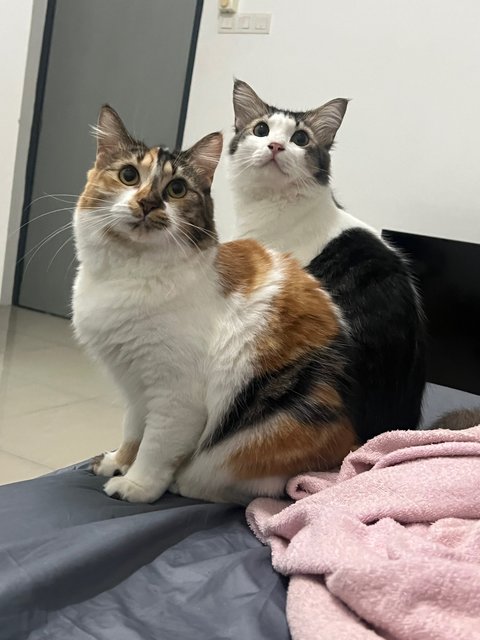 Koala - Domestic Long Hair Cat