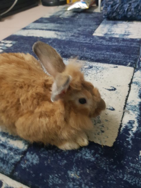 Kolat - Lionhead + Dutch Rabbit