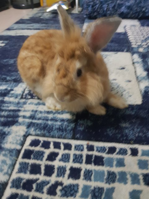 Kolat - Lionhead + Dutch Rabbit