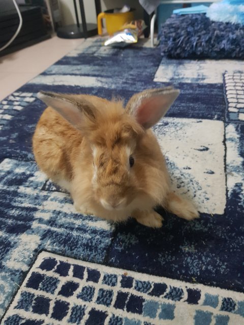 Kolat - Lionhead + Dutch Rabbit