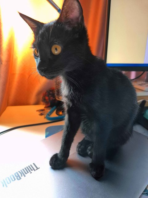 Maya, 5 Mths (W/ Free Items) - Domestic Short Hair Cat