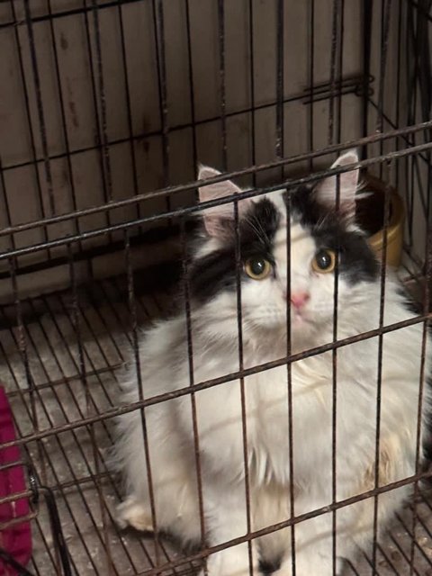 (Adopted Thanks) Gucci - Ragdoll Cat