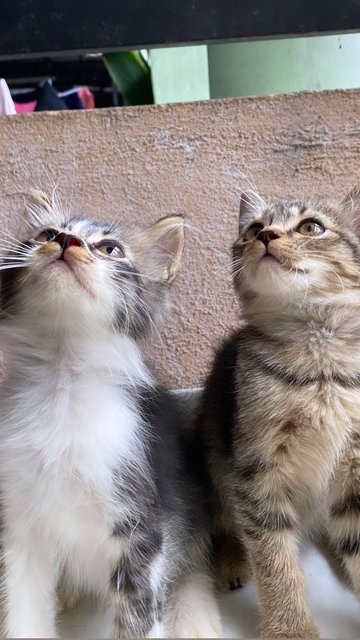 Tabby &amp; Oreo💕 - Domestic Medium Hair + Domestic Short Hair Cat