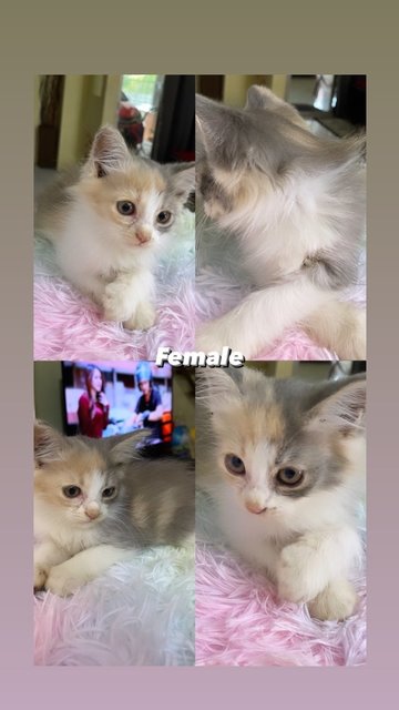 Rasti 🎀💕 - Domestic Medium Hair Cat