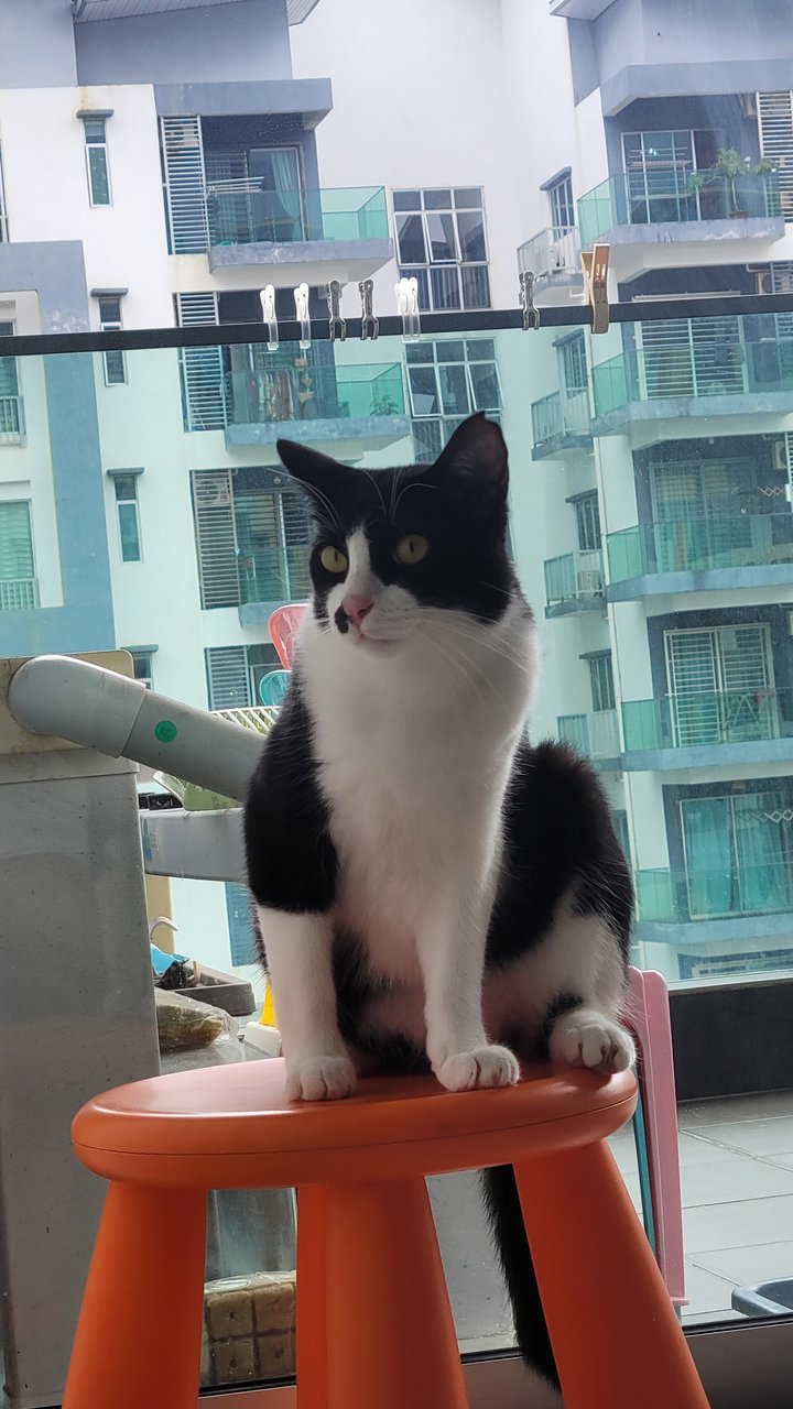 Dan Dan 蛋蛋 - Domestic Medium Hair Cat