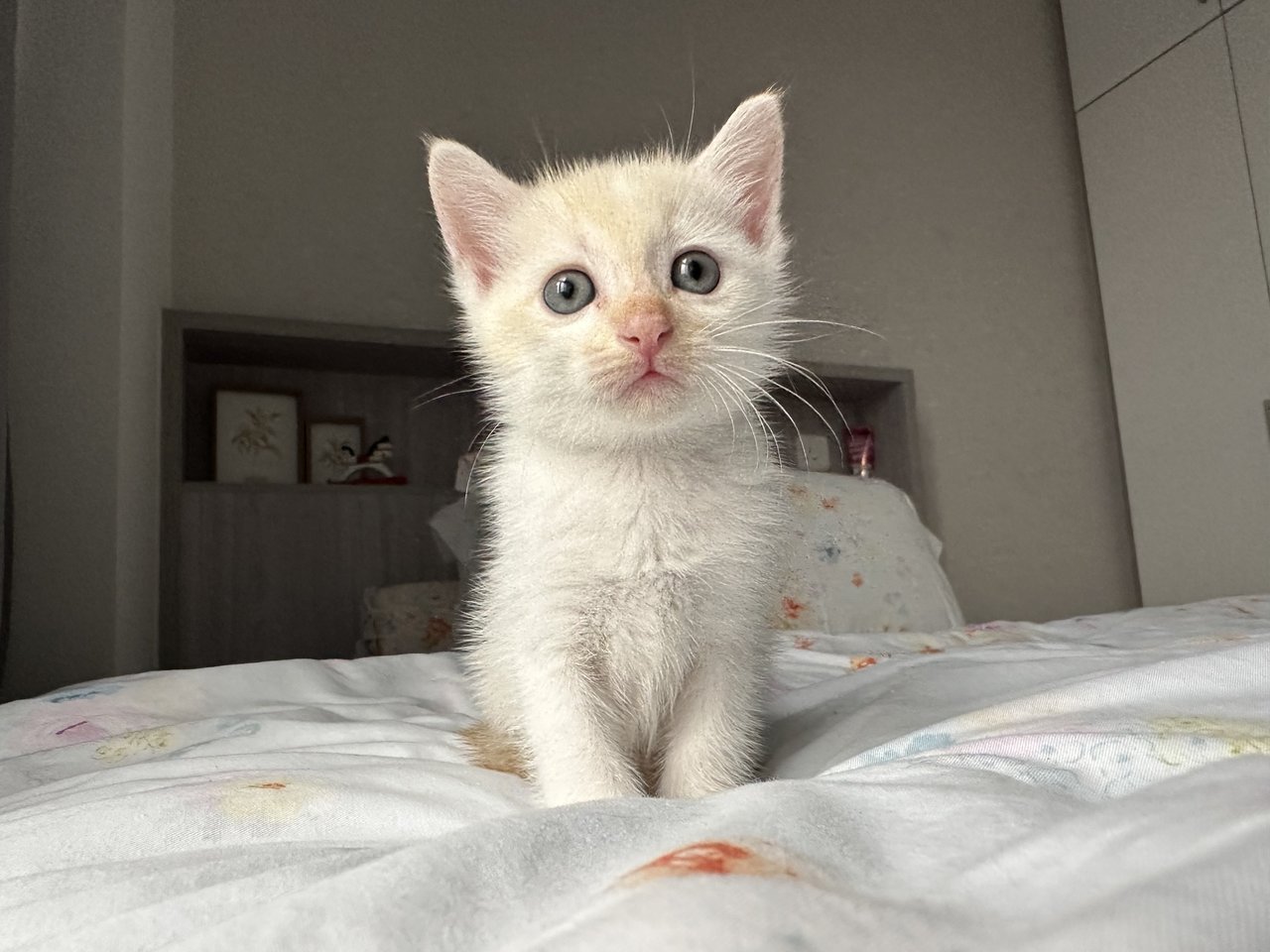 Mummy Rosie &amp; 3 Bbs - Domestic Short Hair Cat