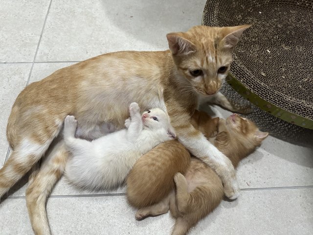 Mummy Rosie &amp; 3 Bbs - Domestic Short Hair Cat