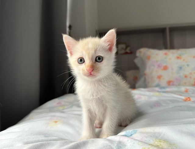 Rosie &amp; 3 Bbs - Domestic Short Hair + Domestic Medium Hair Cat